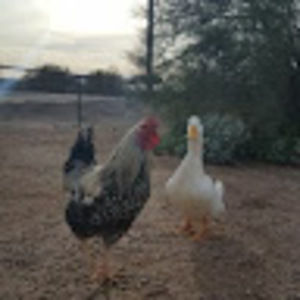 Meet your Posher, Mel.